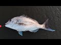 Bait launcher fishing on the west coast   snapper catch