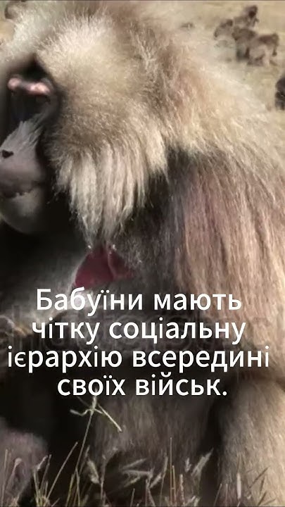 Бабуїни - YouTube