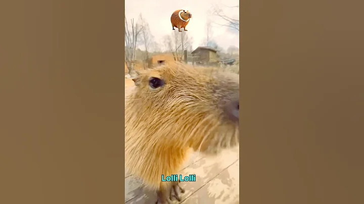 ITALIAN BRAINROT IN REAL LIFE LIKE …😂🤣 #italianbrainrot #brainrot #lirililarila #meme #viralshorts