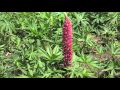 五月晴れの延岡植物園 の動画、YouTube動画。