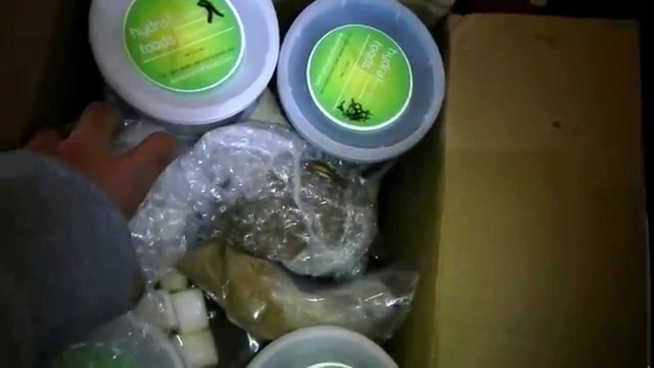 super banane worms hydra live food unboxing
