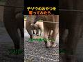 子ゾウのおやつを奪ってみたら…