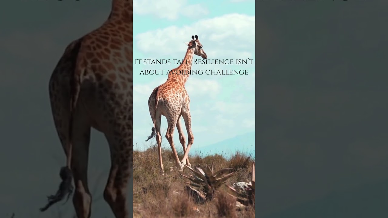 Resilience Means Standing Tall, Wisdom from the Giraffe