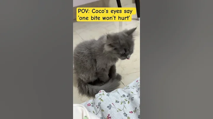 Video 10766921: persiancat persians, cat kitten persiancat kitty, persian cat food kitten, persian cat kitten love, persian cat kitten animal