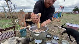 I Prepared a Special Meal for Dogs, They Liked It Very Much