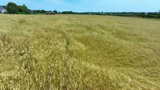 Mesmerizing 'Amber Waves' of Grain in the Hamptons