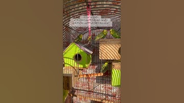 #سورة_طه #قصة_موسى #قرآن #المصحف #المعيقلي #العراق #اكسبلور #مصر #السعودية #quran #birds #budgies