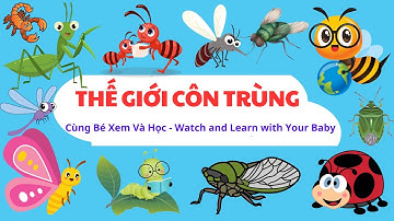 Các Loài Côn Trùng - Insects | Dạy Bé Các Loài Côn Trùng | Song Ngữ Việt - Anh | Con Gì Đây?