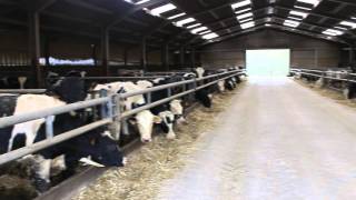 Un Agriculteur Qui Fait Écouter De La Musique À Ses Vaches