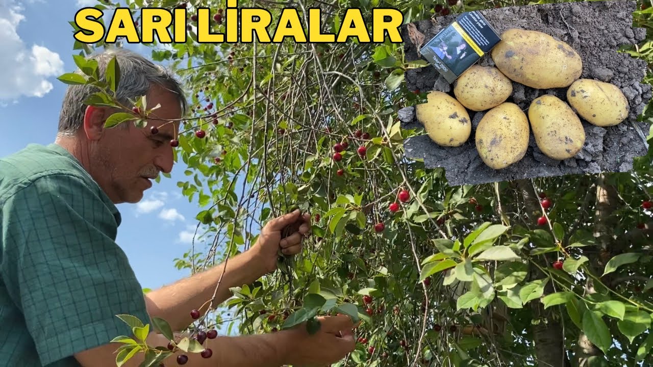 SARI LİRALAR