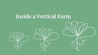 Inside a Vertical Farm