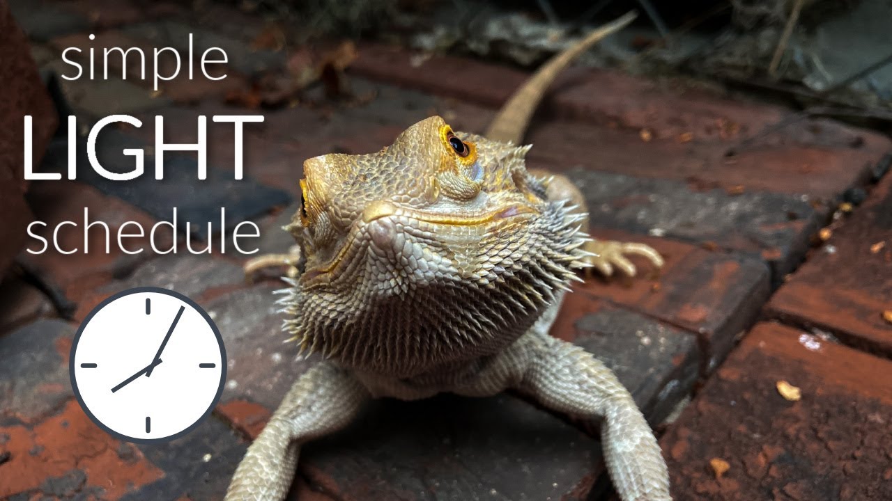 How Long Should I Leave My Bearded Dragon'S Lights On?