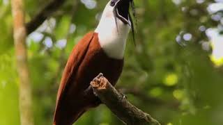 Three-wattled Bellbird (Procnias tricarunculatus)