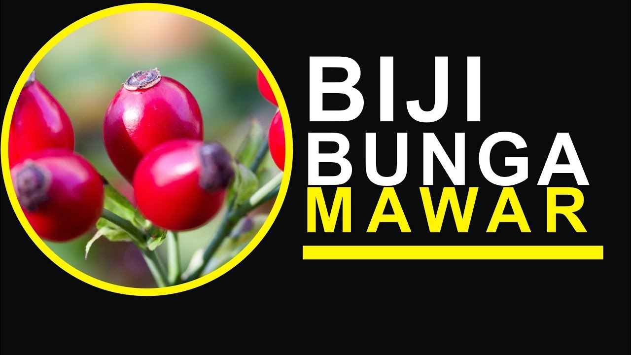  Cara  Menanam  Bunga  Mawar  Pelangi Dari Biji Mawar  Ku