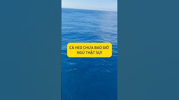 Bí mật sinh tồn của CÁ HEO #dongvat #shortvideo #thegioitunhien #hoangda #tunhien #caheo #dolphin