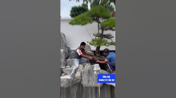 Thợ Làm Tiểu Cảnh Hồ Cá . #honnonbophongthuy #nonbocongtien