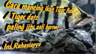 Cara Mancing Ikan Tiger datz