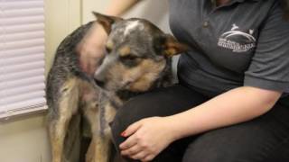 Long Island Pulse December Pets of the Month