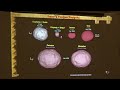 Lucy Mission to the Jupiter Trojan Asteroids