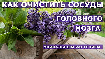 КАК ОЧИСТИТЬ СОСУДЫ ГОЛОВНОГО МОЗГА МЕДУНИЦЕЙ Лечебные свойства медуницы