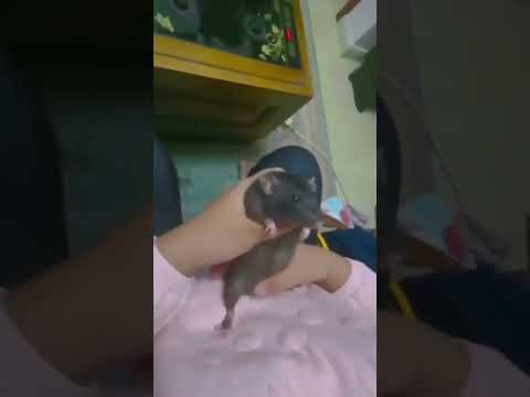 Choohe Ko Bhi Nahi Chora Funny Funnyreels