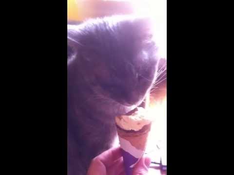 Un Chat Mange Une Glace Pour Lutter Contre La Chaleur Youtube