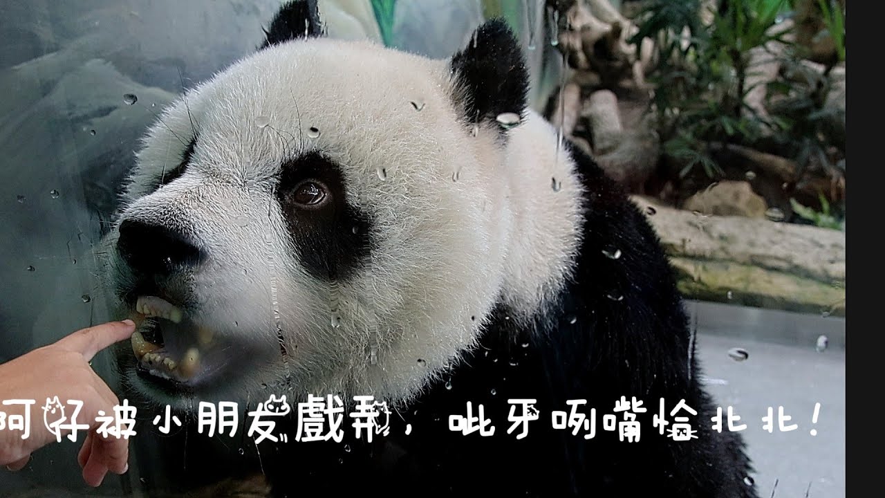 圓仔公主滾冰滑水自嗨，後被小朋友戲弄，呲牙咧嘴氣成跳跳熊！20240826