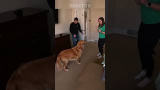Golden Retriever jumping and cheering &amp; I high-five #goldenlife .#goldenretriever #funny #viral