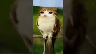 Download Lagu Meowl #cat #butifyoucloseyoureyes #cute #haveitoldyoulatelythatiloveyou #cutecat #krakasner MP3 Download Lagu Meowl #cat #butifyoucloseyoureyes #cute #haveitoldyoulatelythatiloveyou #cutecat #krakasner MP3