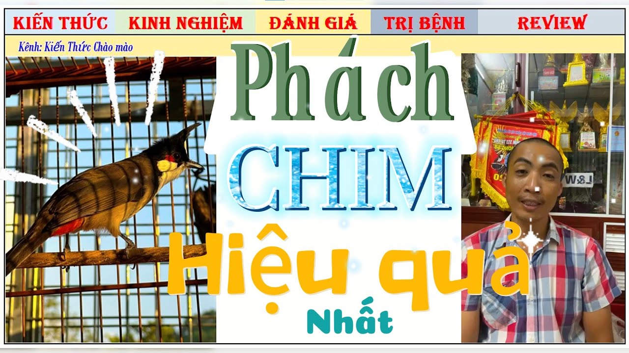 Chia sẻ: Thế nào là một Phách Chào mào Đấu Đỉnh Cao? Lựa chọn từ Bổi-Mộc lên