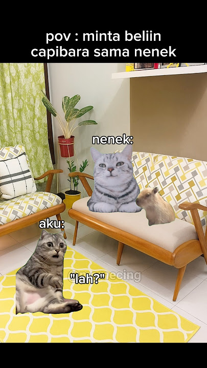 neneknya sultan cuy #meme #memekucing #kucing #kucinglucu #shorts #catlovers