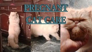 Sweety ready to breed next month inshallah || Persian 45 Days pregnant cat 🐈😺 #catlover #pets #cat by persian cat Gujranwala 237 views 3 months ago 3 minutes, 25 seconds