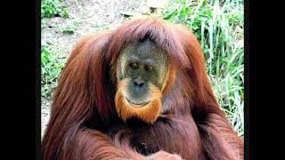 Busa Euphonik Bobeezy  trance Remix  2026