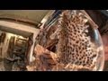 Illegal Wildlife Trade and Evidence Gathering