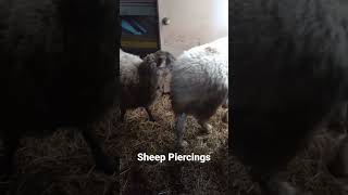 We Pierced Our Sheeps Ear