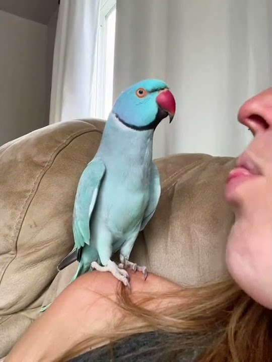 Lucu Banget Burungnya, ini burung beo kan ? |#shorts #short #shortvideo #subscribe #tiktok #burung
