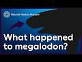 Does megalodon still exist? | Natural History Museum
