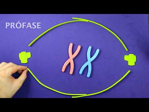 Vídeo: O que acontece durante a fase germinativa, quanto tempo dura esta fase?