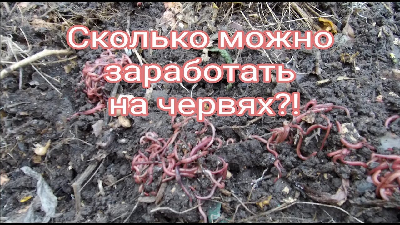 Сколько можно заработать на червях?! Черви для рыбалки как бизнес. - YouTube