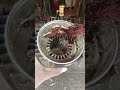 CRI 2 HP High pressure motor #shorts #CRI #High_pressure