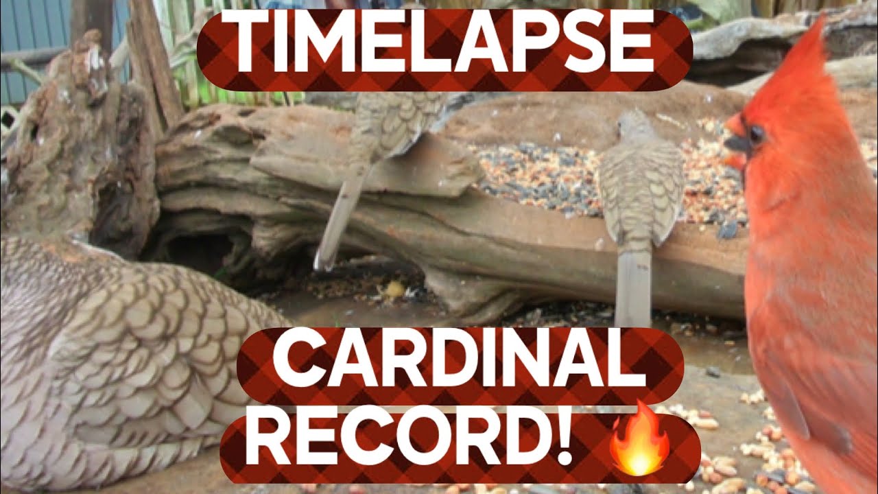 Firehouse Bird Garden DAY IN MINUTES: Best Bird Action 🐦🔥Includes Record-Breaking Cardinal Visit! 🚨