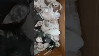 2026 Kabootar New High Flyer Today