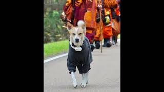 The Worlds Famous Peace Dog Aloka at the GeorgiaSouth Carolina Border|Day73:Aloka-Walk for Peace