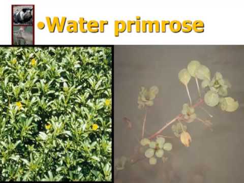 Βίντεο: Έλεγχος Watermeal - Μάθετε σχετικά με την αφαίρεση νερολεύρου σε λίμνες κήπου