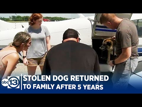 Videó: A családi kutya gondozott kisgyermek biztonságos és meleg hét óra után, hogy elveszett