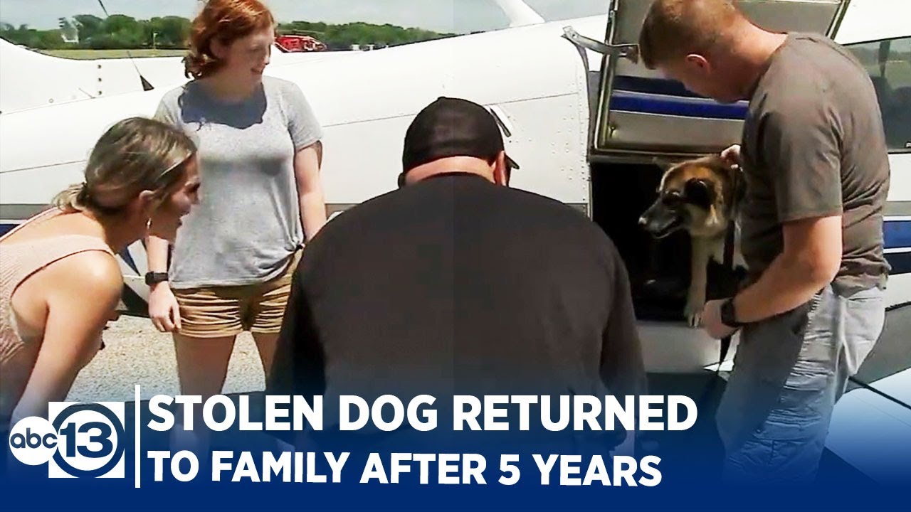 Stolen dog reunited with family after 5 years - YouTube