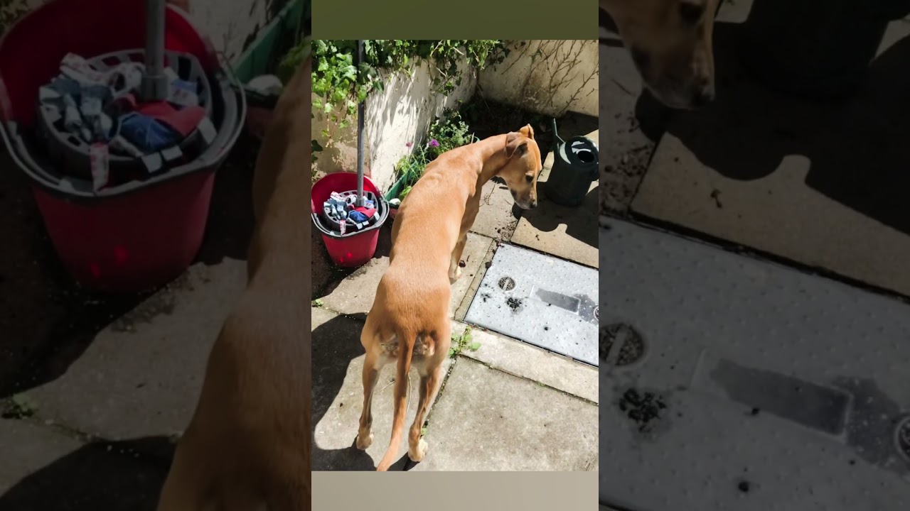 Pet Friends 2019 - North Devon, UK 🇬🇧 - Shan Ali XO