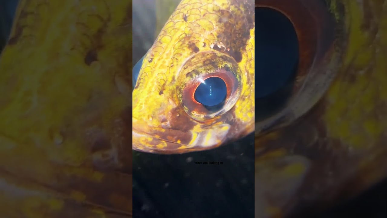 One of the coolest micro predators, the Nandus Nebulosus, hope to breed them one day 