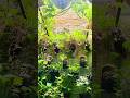 My Backyard Vertical Garden 🌸#gardening #motivation #naturelovers #backyard #garden #ytshorts #yt