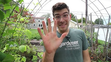 5 Reasons Pollinators Aren’t Visiting Your Garden